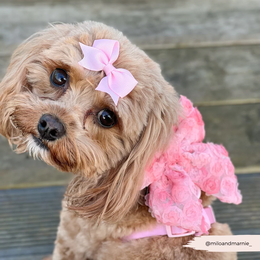 Peony Pup Sailor Bow Tie - Image 7