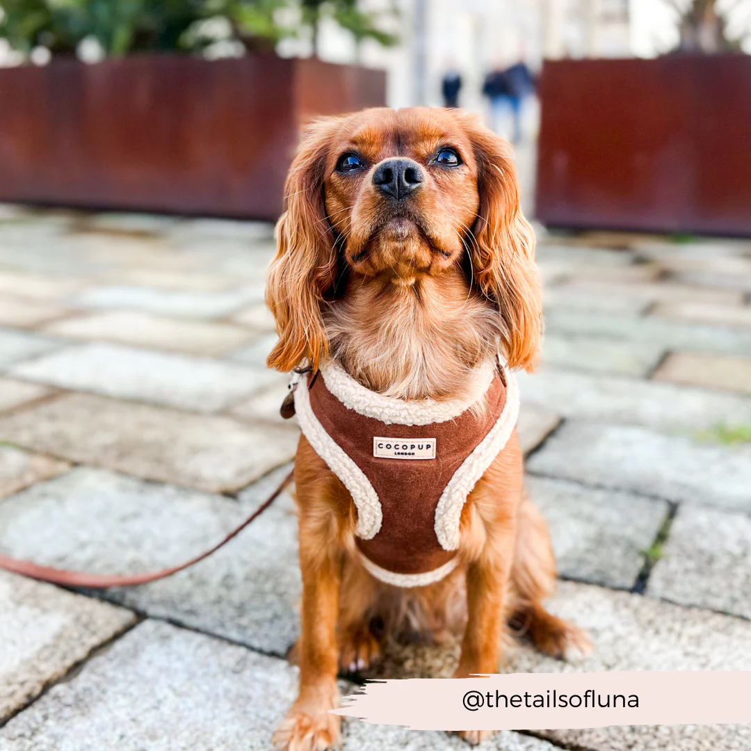 Brown Aviator Adjustable Neck HARNESS - Image 23