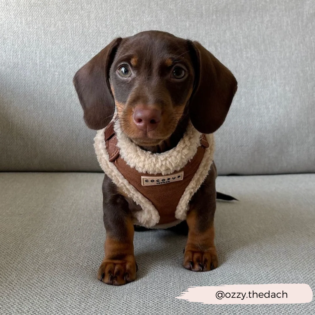 Brown Aviator Adjustable Neck HARNESS - Image 35