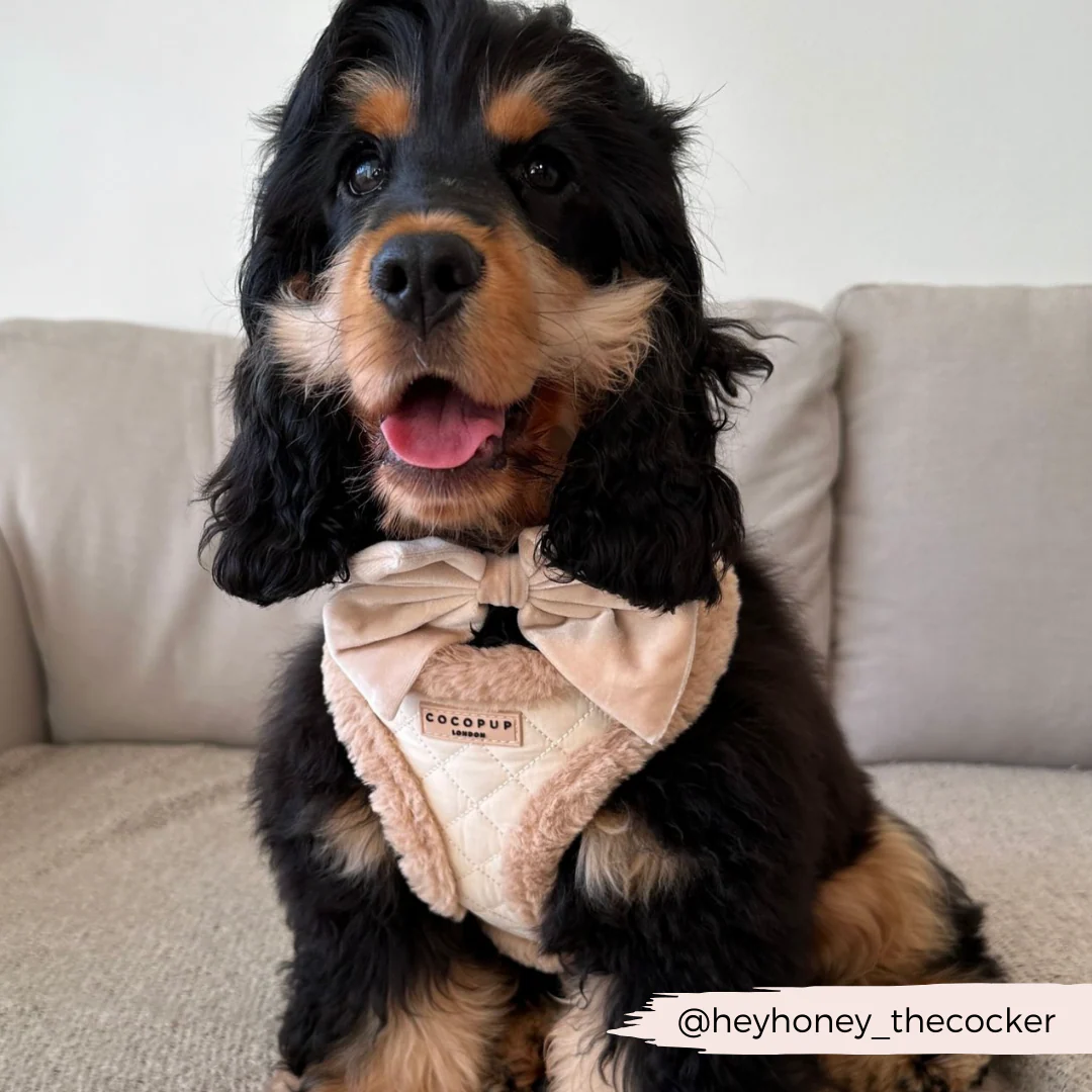 Cream Quilted Adjustable Neck HARNESS - Image 28