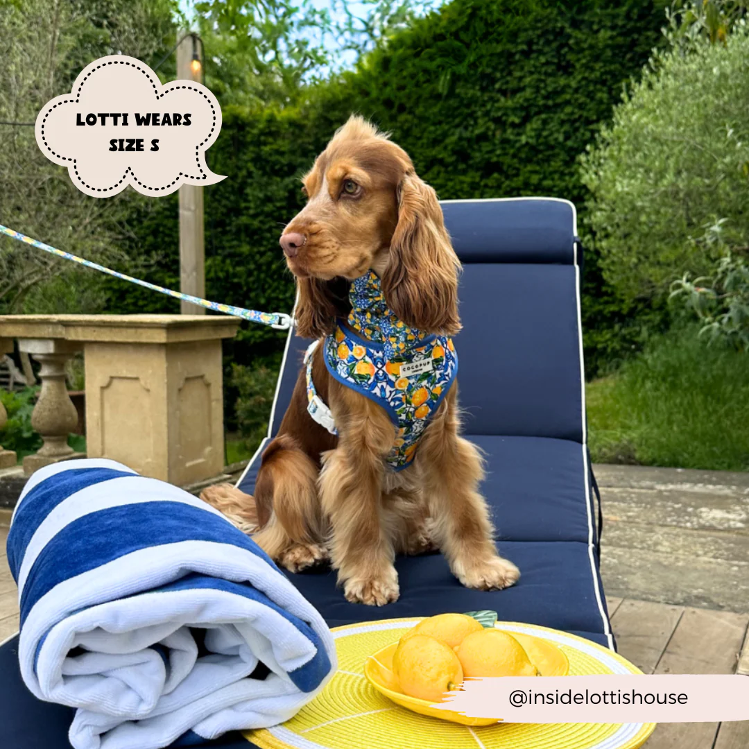Amalfi Lemon Adjustable Neck HARNESS - Image 10