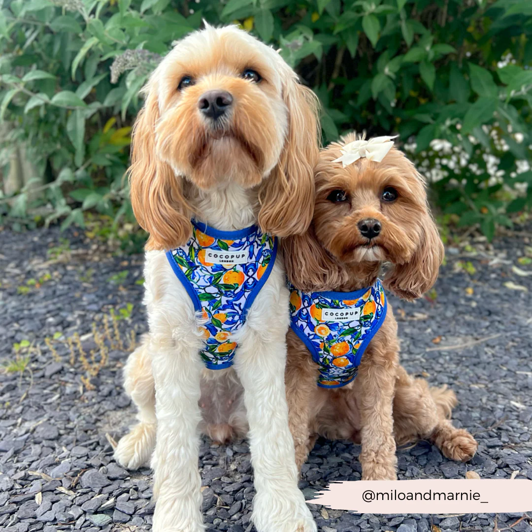 Amalfi Lemon Adjustable Neck HARNESS - Image 22