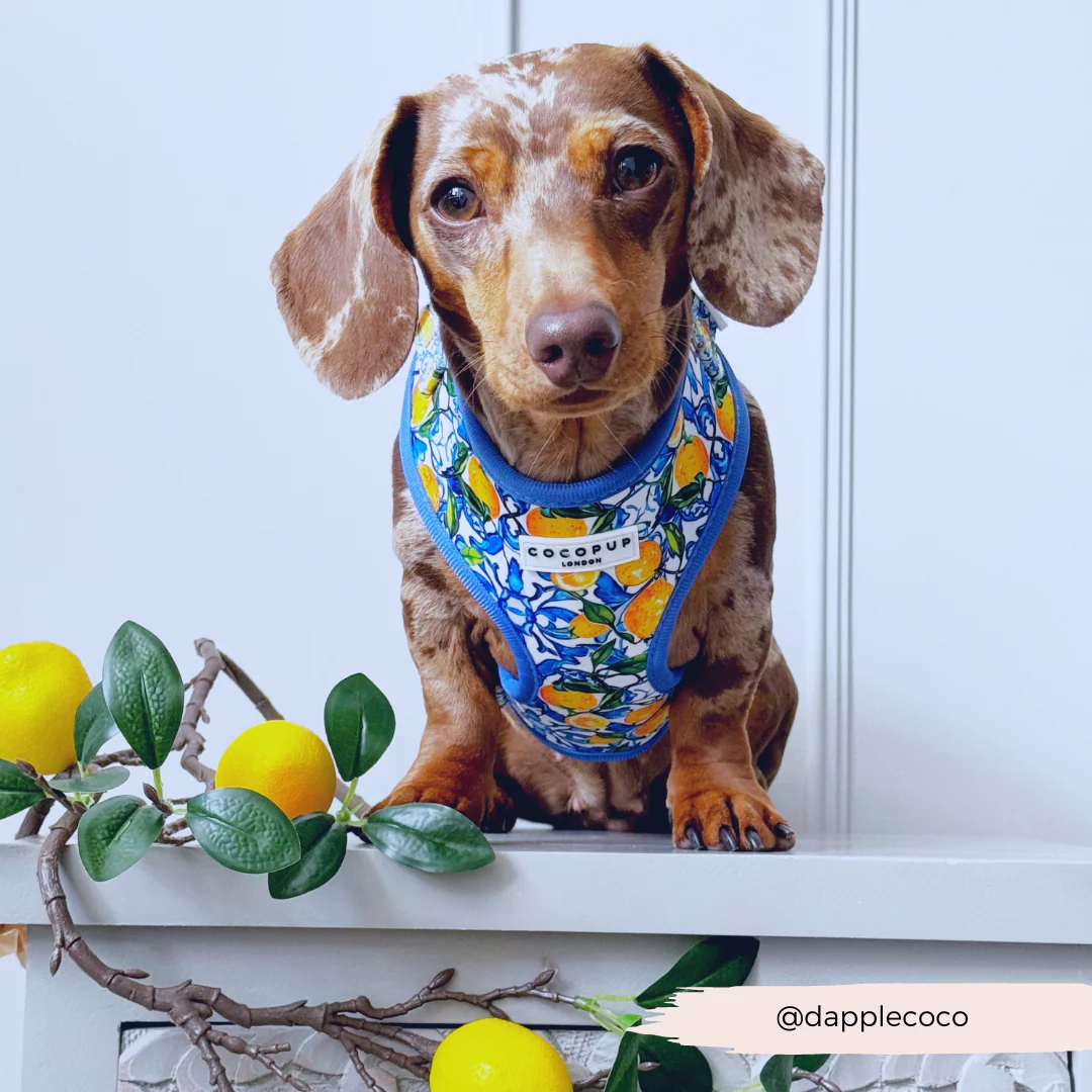 Amalfi Lemon Adjustable Neck HARNESS - Image 23