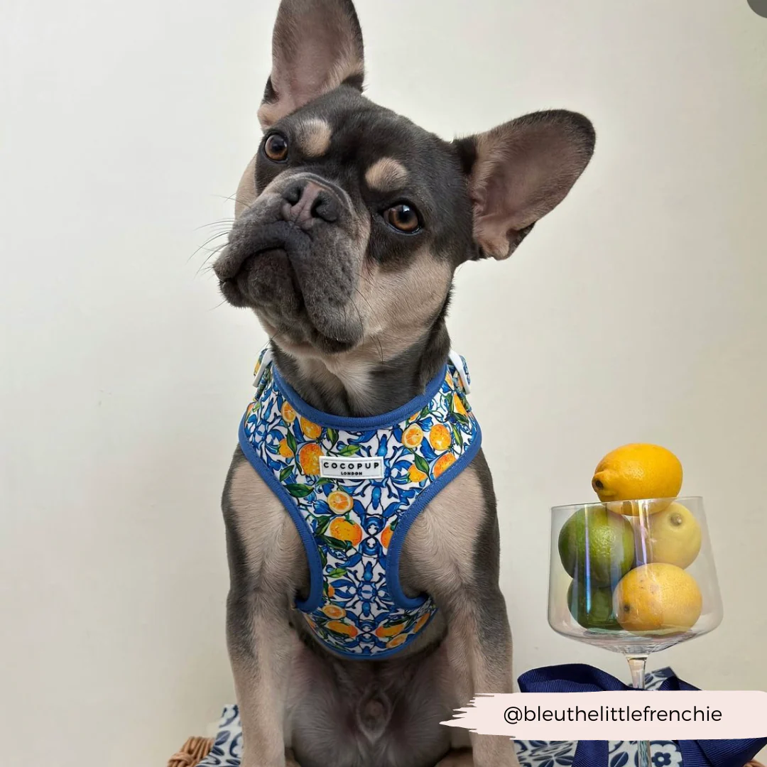 Amalfi Lemon Adjustable Neck HARNESS - Image 25