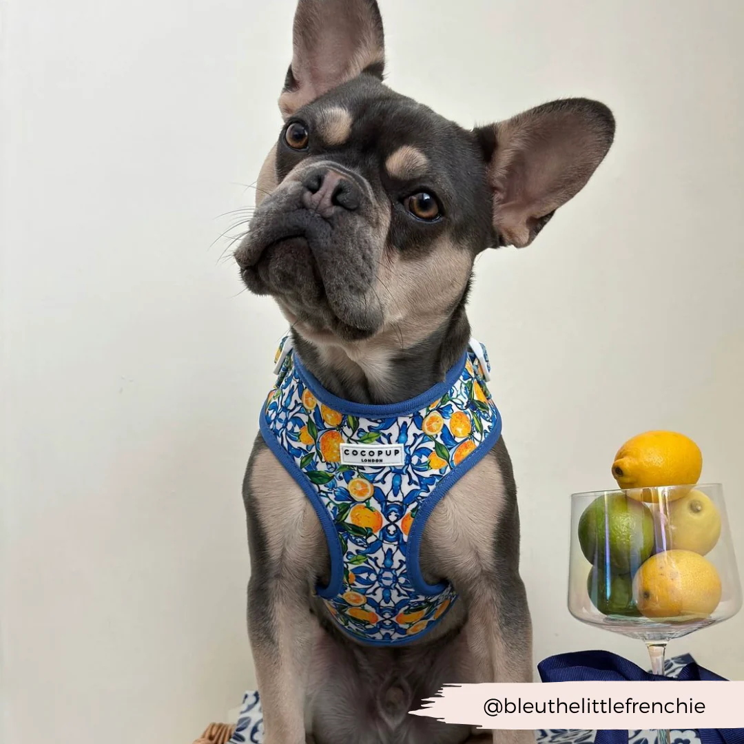 Amalfi Lemon Adjustable Neck HARNESS - Image 31