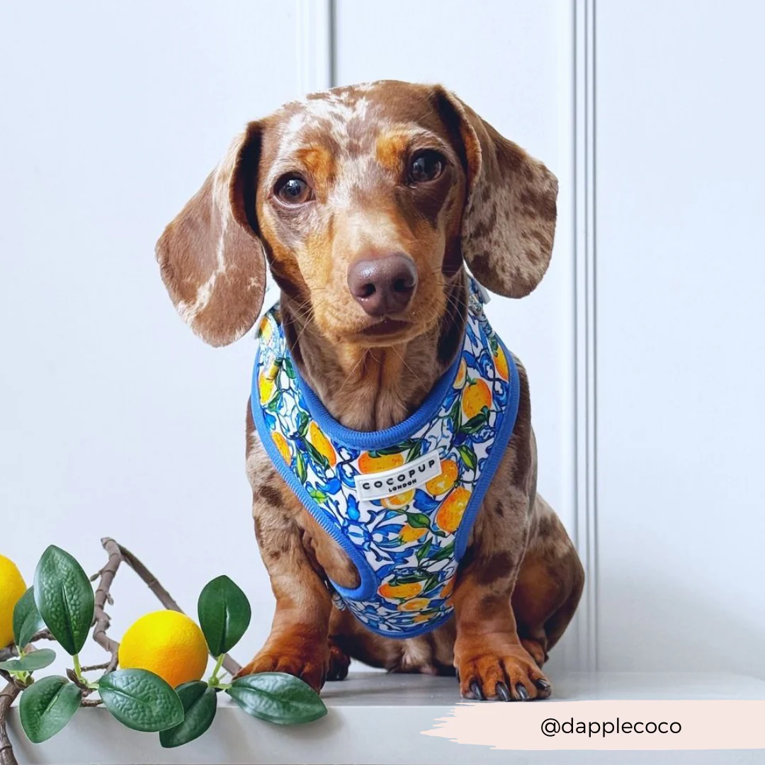 Amalfi Lemon Adjustable Neck HARNESS - Image 32
