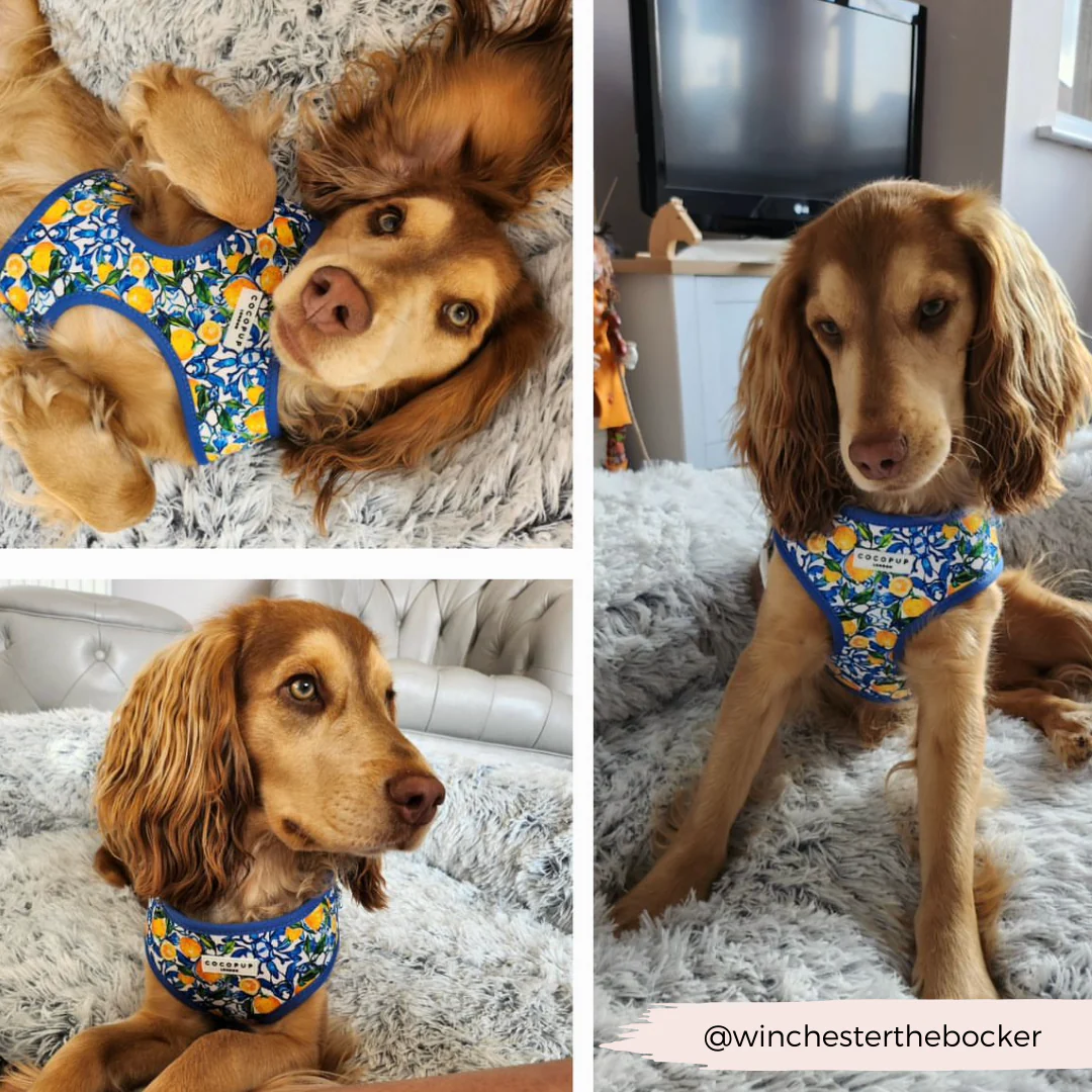 Amalfi Lemon Adjustable Neck HARNESS - Image 36