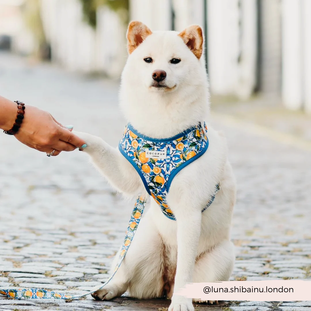 Amalfi Lemon Adjustable Neck HARNESS - Image 46
