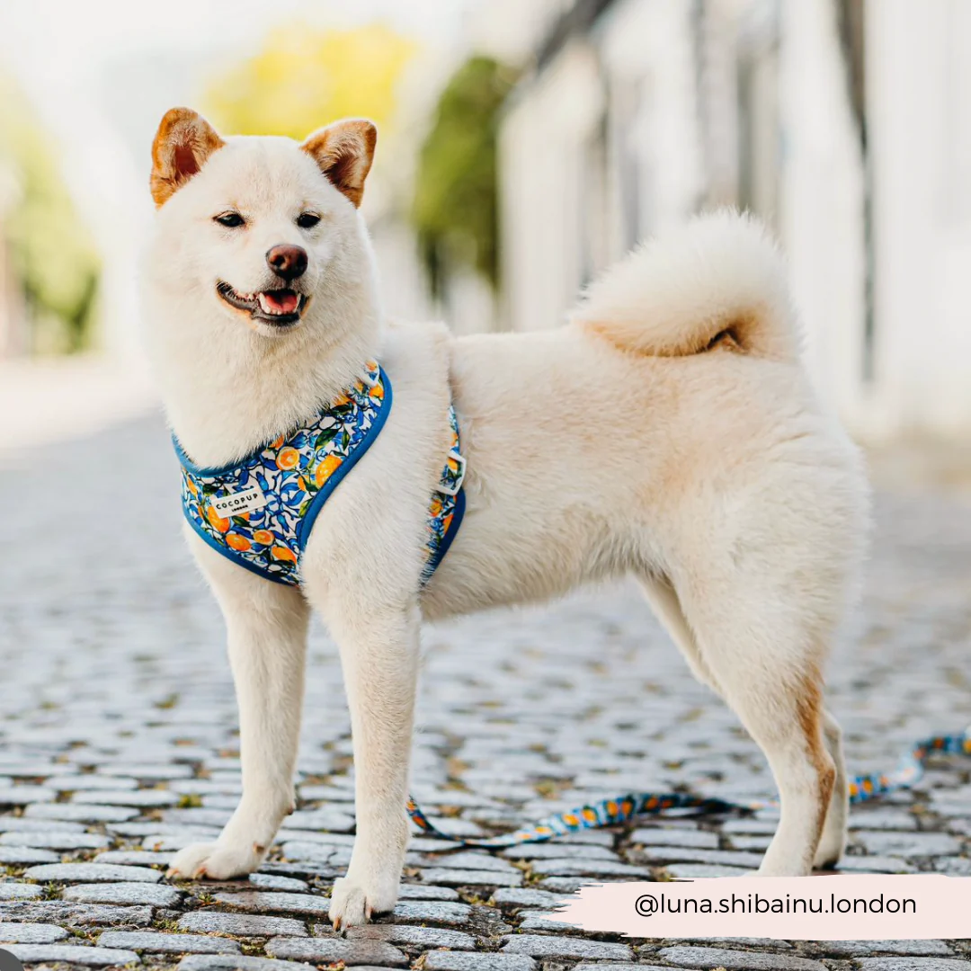 Amalfi Lemon Adjustable Neck HARNESS - Image 47