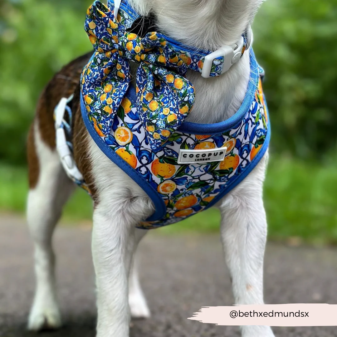 Amalfi Lemon Adjustable Neck HARNESS - Image 48