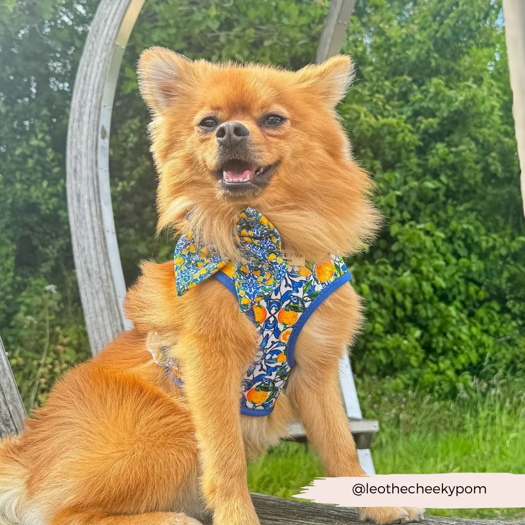 Amalfi Lemon Adjustable Neck HARNESS - Image 52