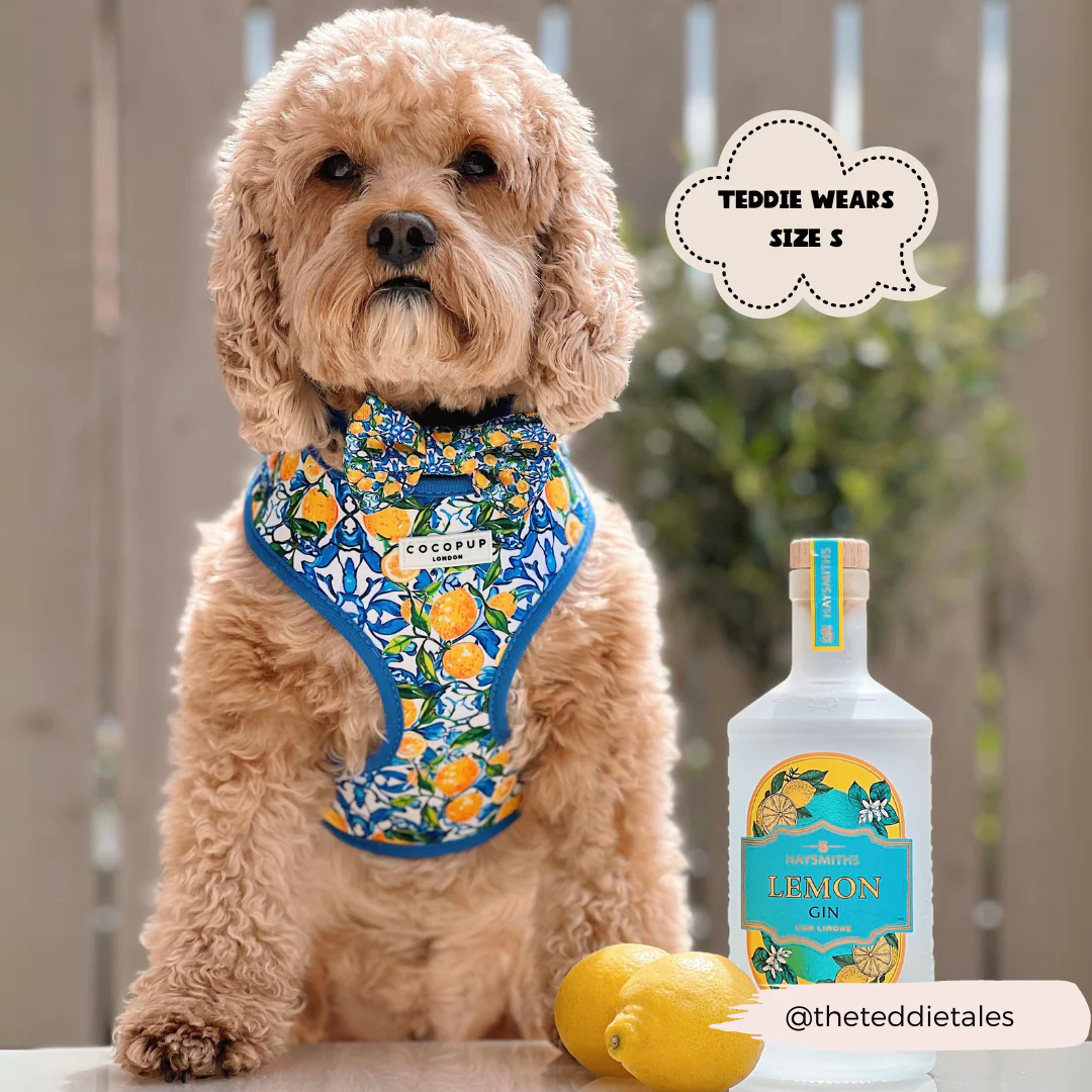 Amalfi Lemon Adjustable Neck Harness, Lead & Collar Bundle - Image 11