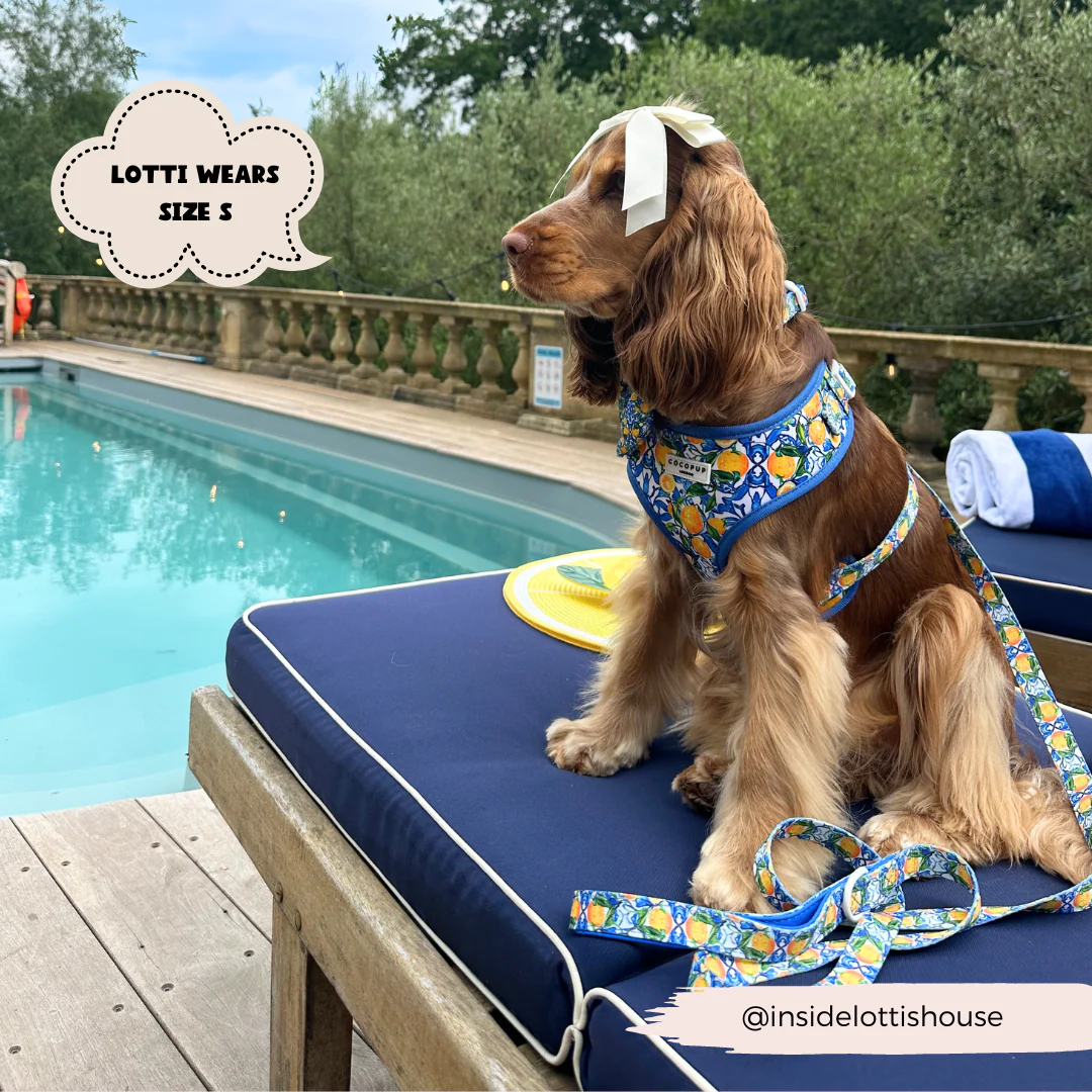 Amalfi Lemon Adjustable Neck Harness, Lead & Collar Bundle - Image 12