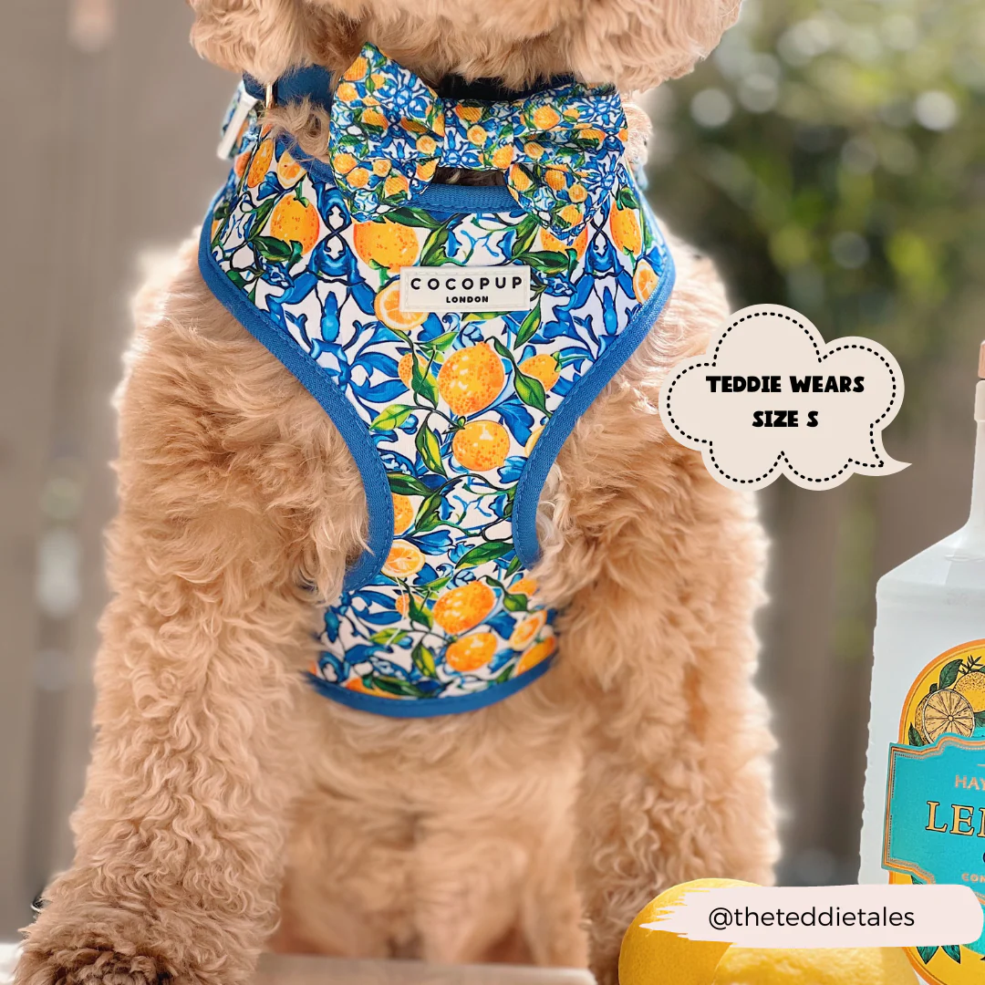 Amalfi Lemon Adjustable Neck Harness, Lead & Collar Bundle - Image 17
