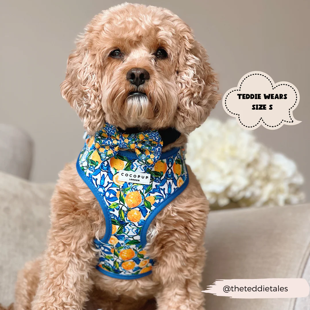 Amalfi Lemon Adjustable Neck Harness, Lead & Collar Bundle - Image 18