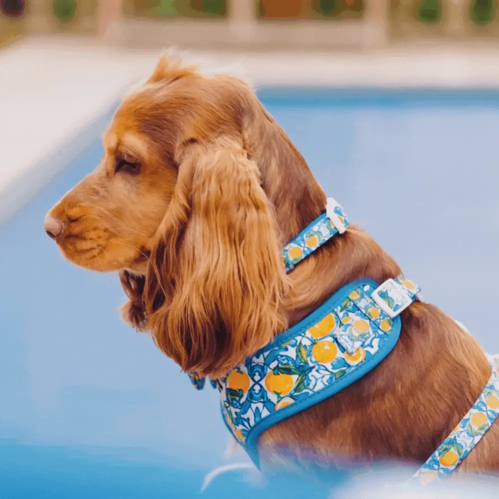 Amalfi Lemon Adjustable Neck Harness, Lead & Collar Bundle - Image 21