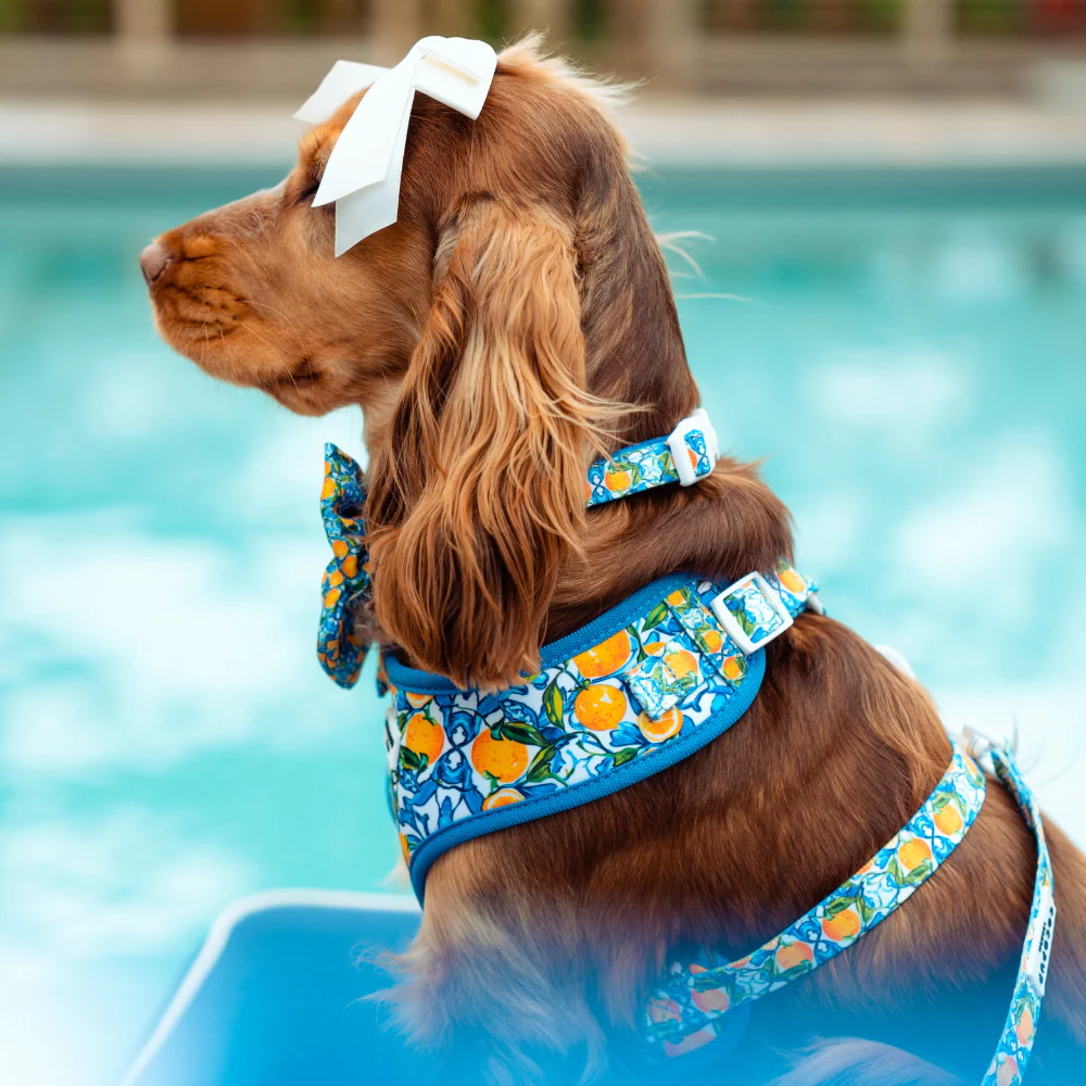 Amalfi Lemon Adjustable Neck Harness, Lead & Collar Bundle - Image 23