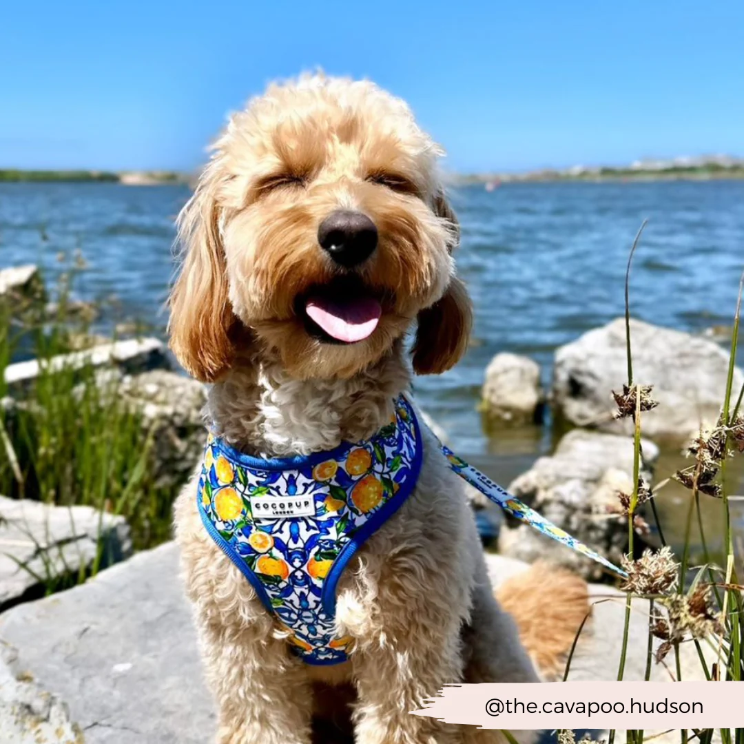 Amalfi Lemon Adjustable Neck Harness, Lead & Collar Bundle - Image 34