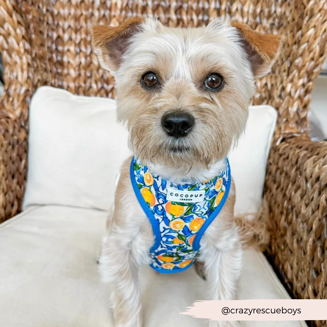 Amalfi Lemon Adjustable Neck Harness, Lead & Collar Bundle - Image 35