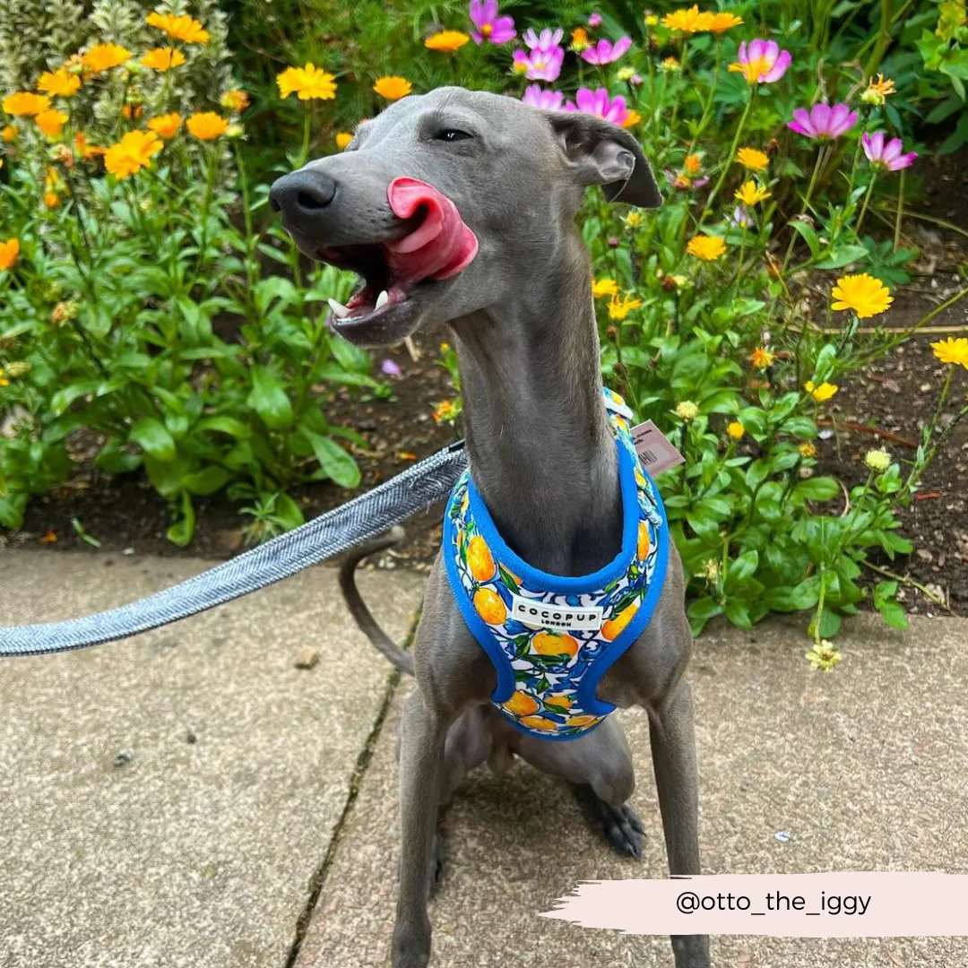 Amalfi Lemon Adjustable Neck Harness, Lead & Collar Bundle - Image 40