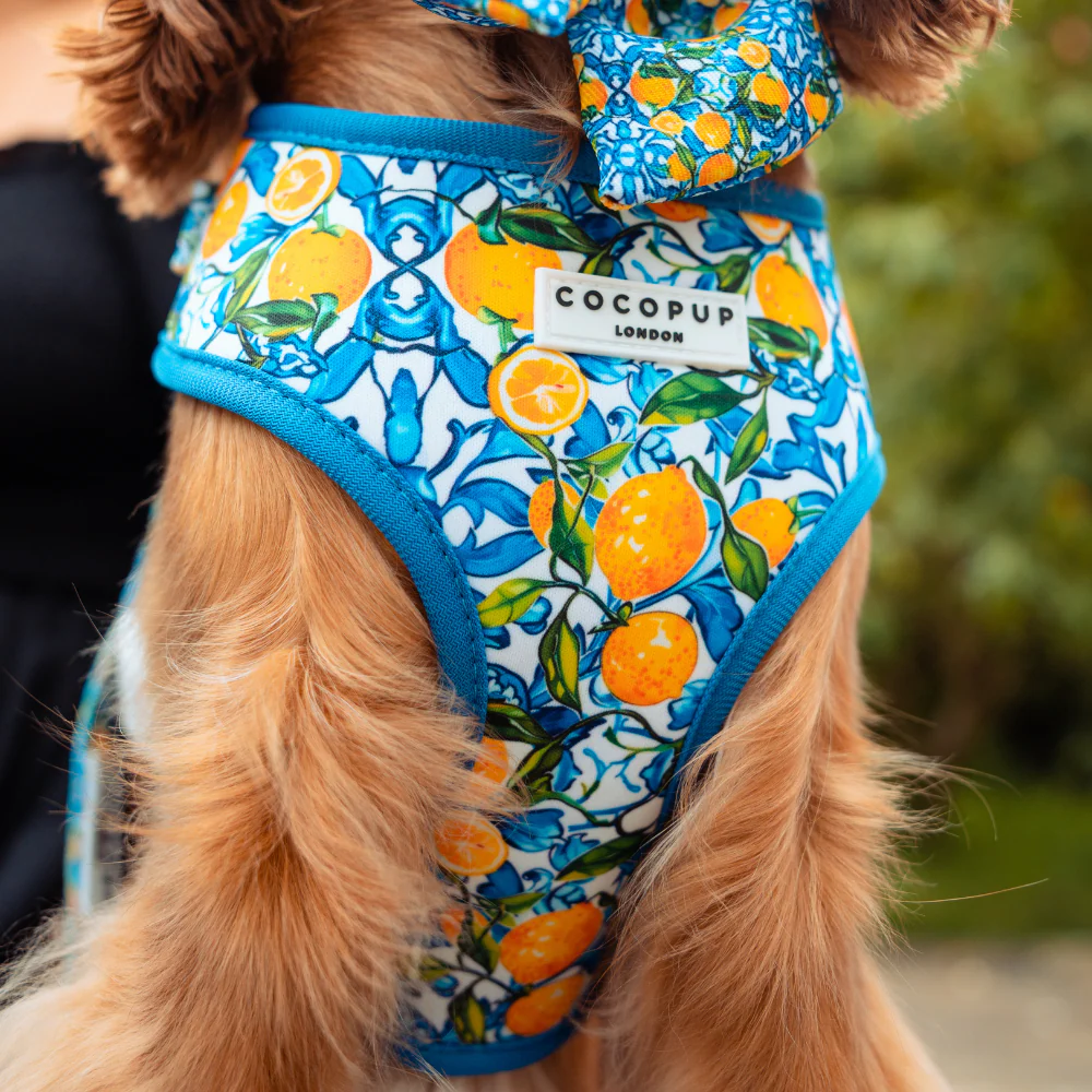 Amalfi Lemon Adjustable Neck Harness, Lead & Collar Bundle - Image 5