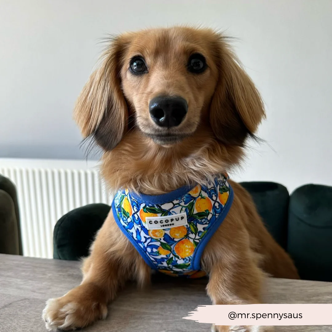 Amalfi Lemon Adjustable Neck Harness, Lead & Collar Bundle - Image 8