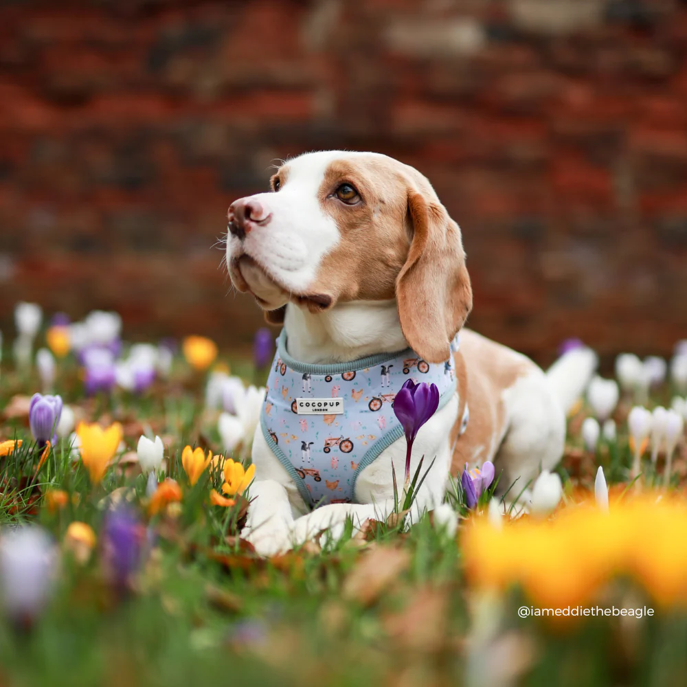 Barnyard Buddies Adjustable Neck HARNESS - Image 14