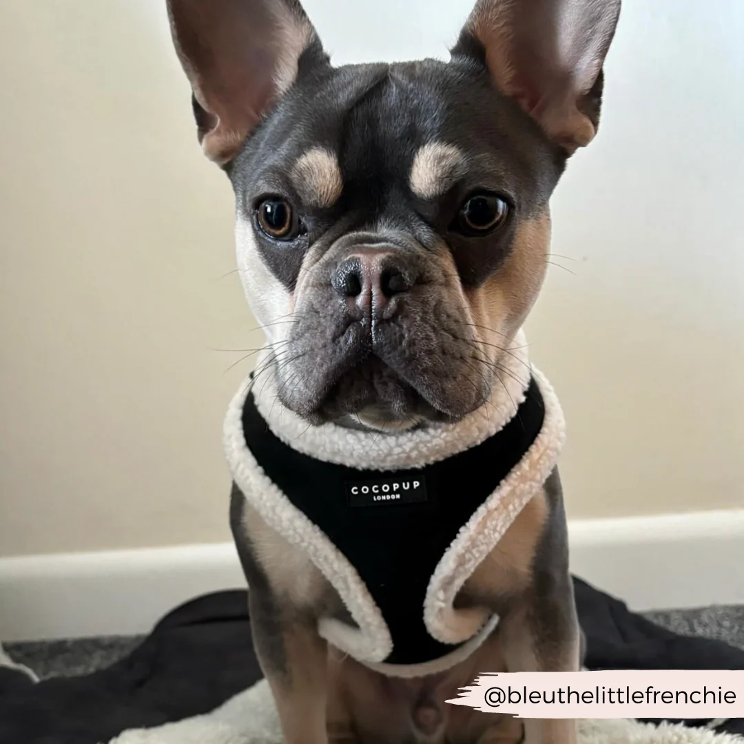 Black Aviator Adjustable Neck Harness, Lead & Collar Bundle - Image 16
