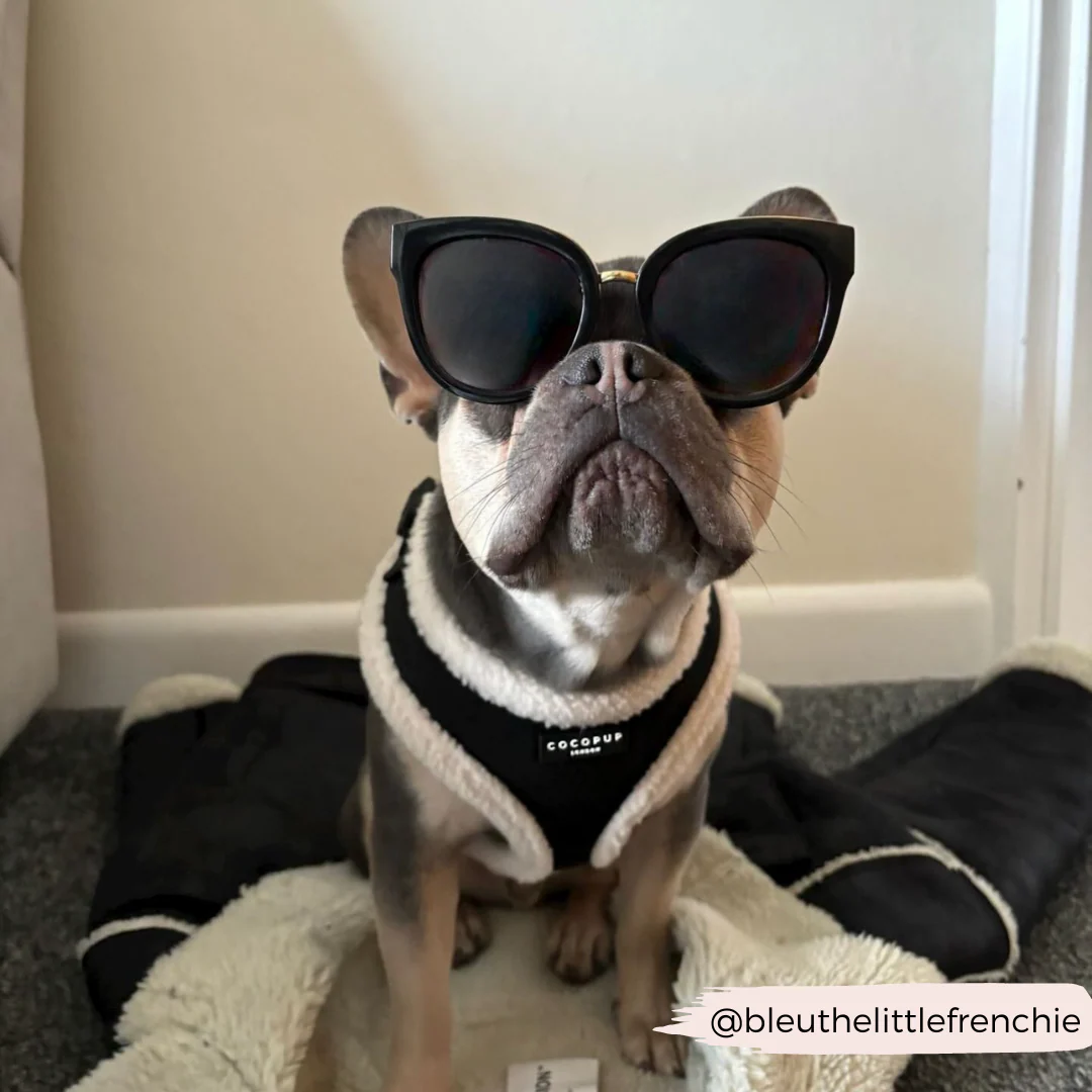 Black Aviator Adjustable Neck Harness, Lead & Collar Bundle - Image 17