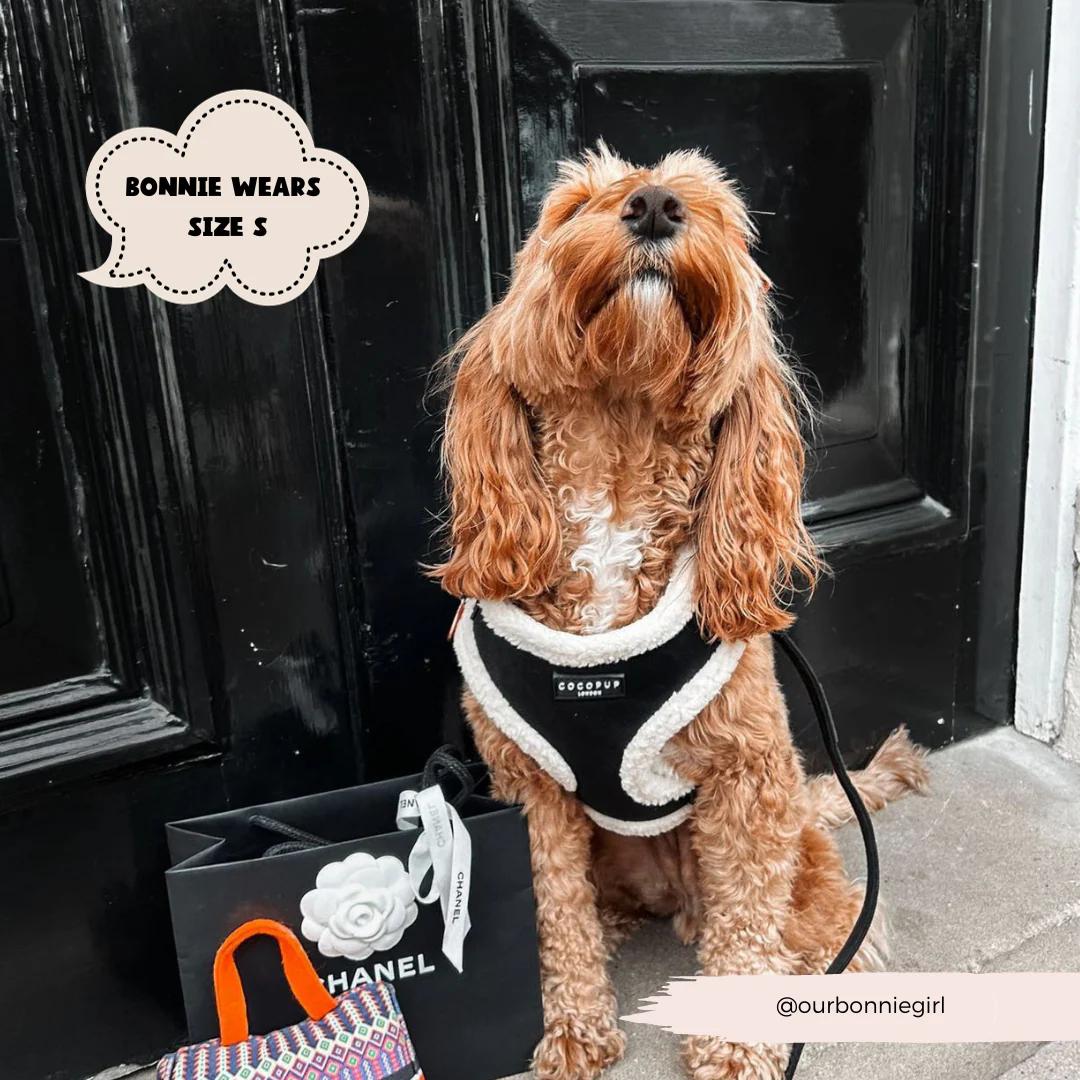 Black Aviator Adjustable Neck Harness, Lead & Collar Bundle - Image 6
