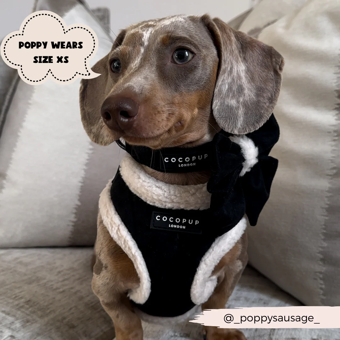Black Aviator Adjustable Neck Harness, Lead & Collar Bundle - Image 9