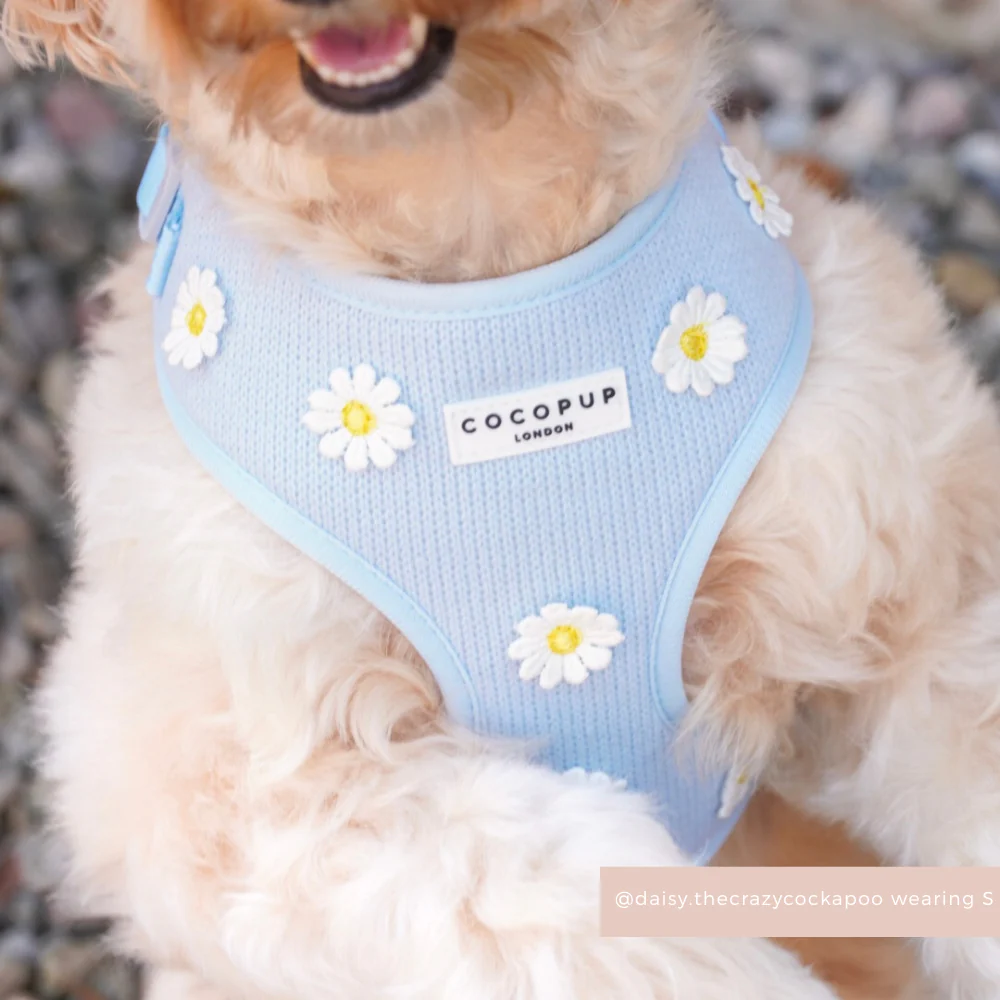 Blue Daisy Dream Adjustable Neck Harness, Lead & Collar Bundle - Image 11