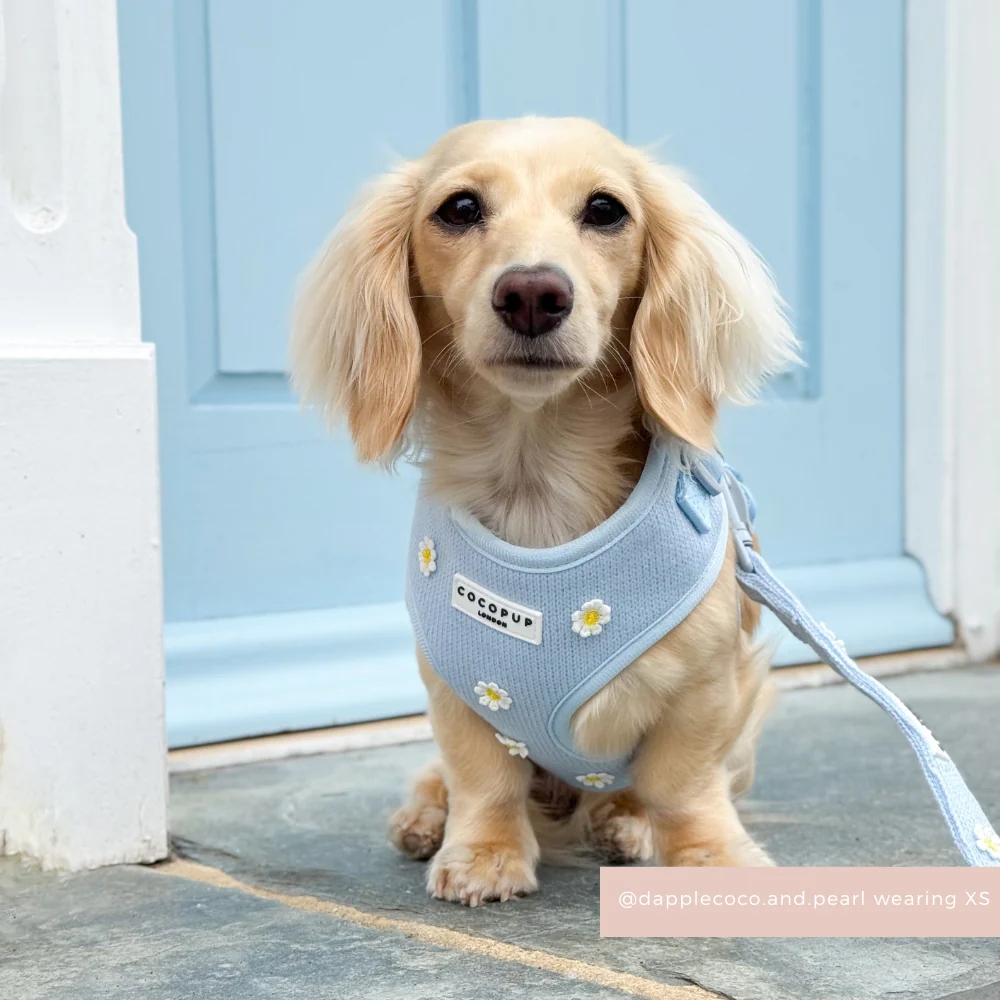 Blue Daisy Dream Adjustable Neck Harness, Lead & Collar Bundle - Image 9
