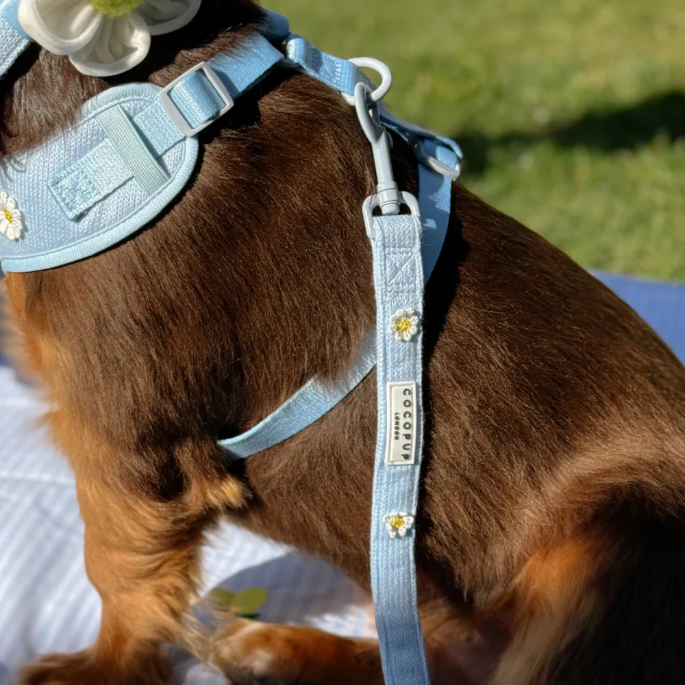 Blue Daisy Dream Adjustable Neck Harness, Lead & Collar Bundle - Image 21