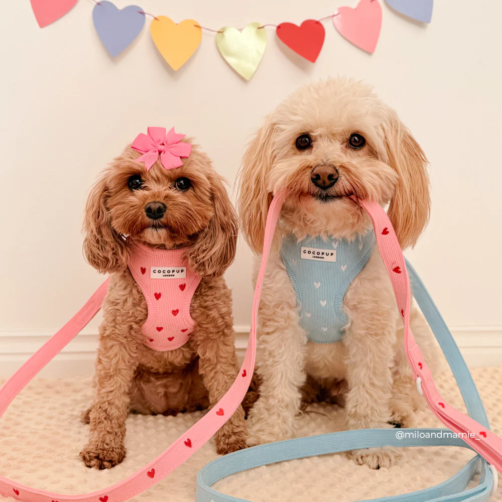 Blue Heartstrings Cord Lead - Image 4