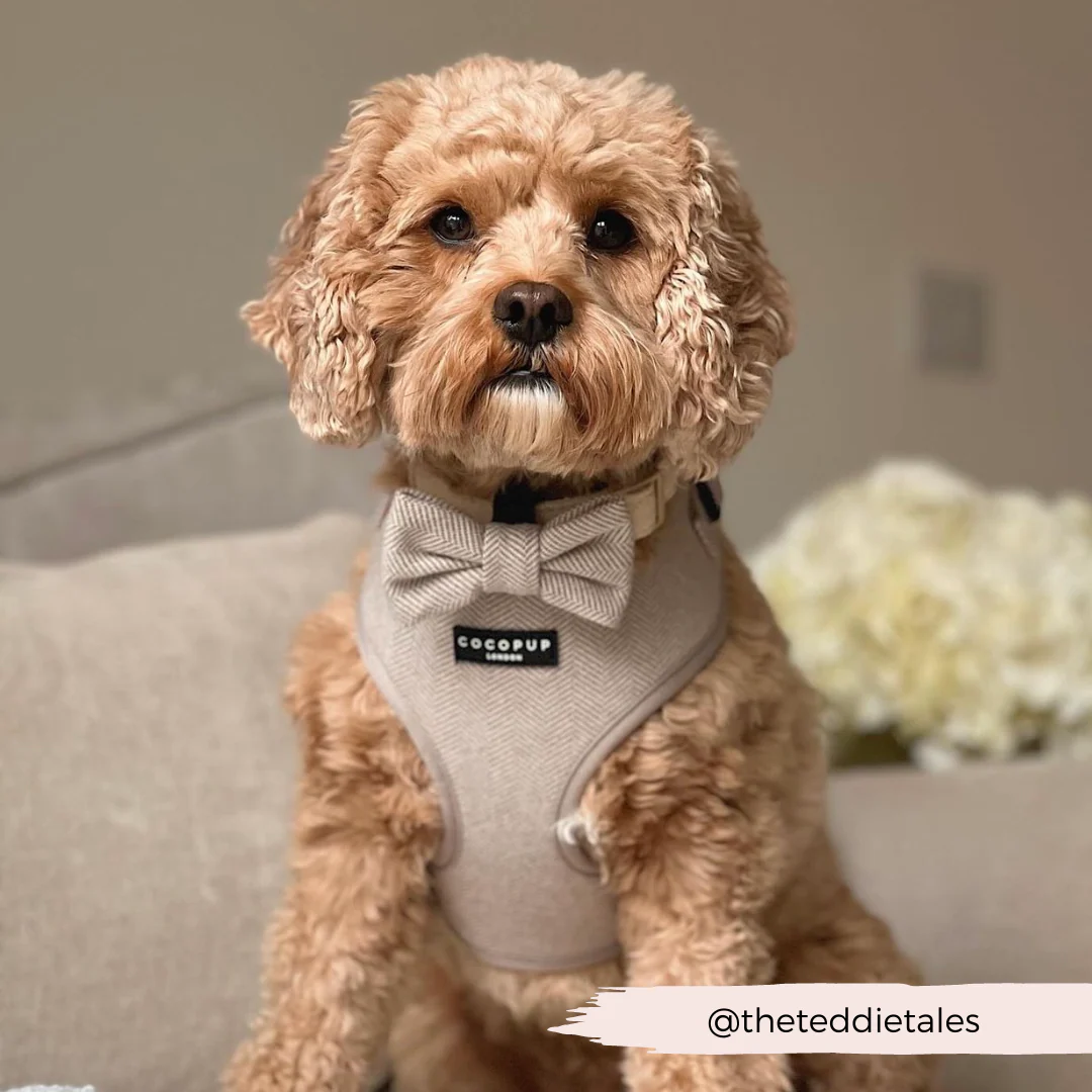 Brown Tweed Adjustable Neck Harness, Lead & Collar Bundle - Image 14