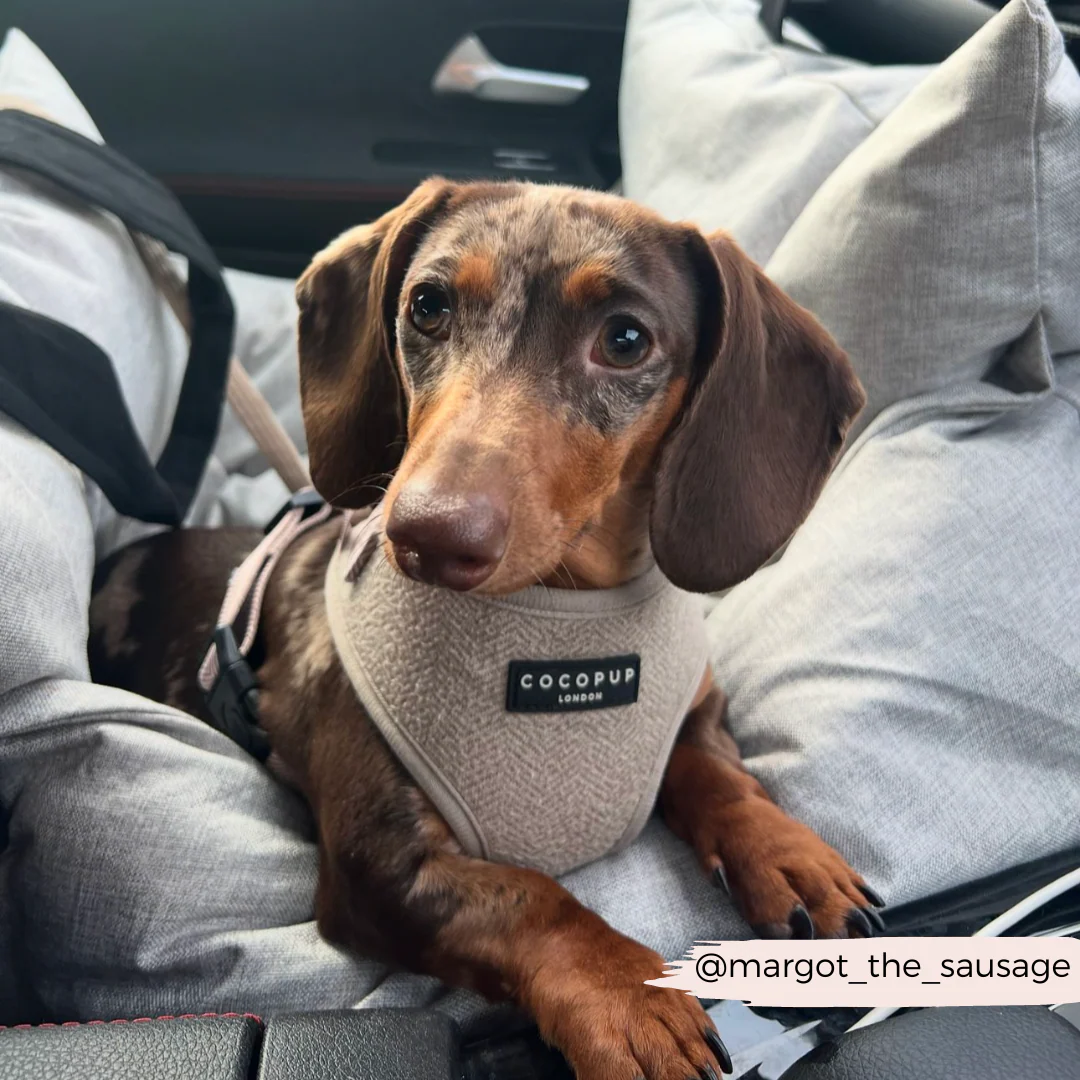 Brown Tweed Adjustable Neck Harness, Lead & Collar Bundle - Image 23