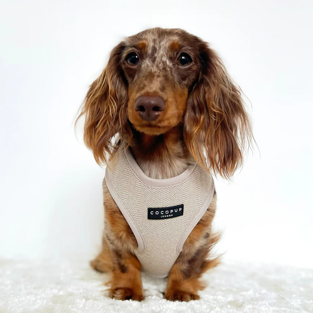 Brown Tweed Adjustable Neck Harness, Lead & Collar Bundle - Image 5