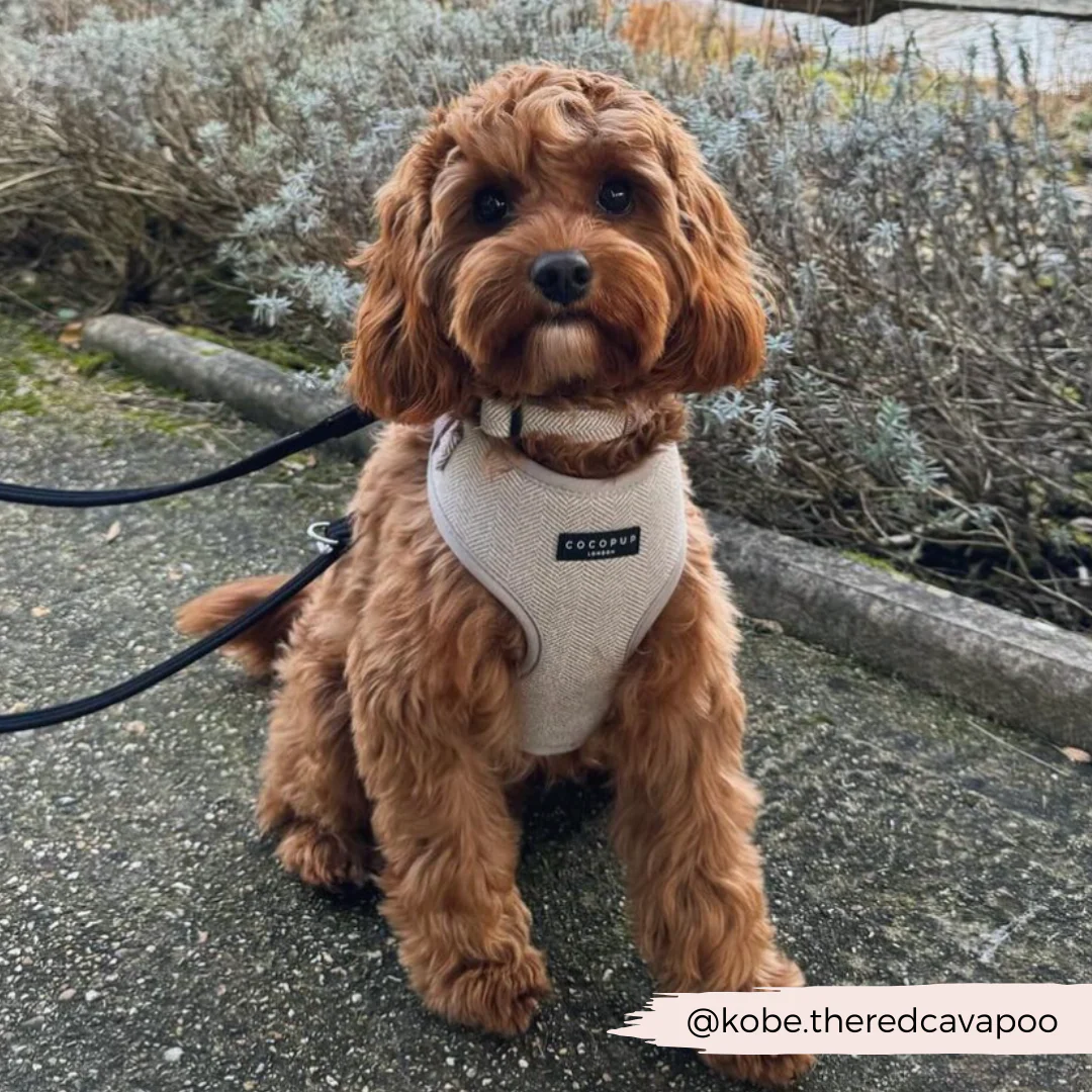 Brown Tweed Adjustable Neck Harness, Lead & Collar Bundle - Image 9