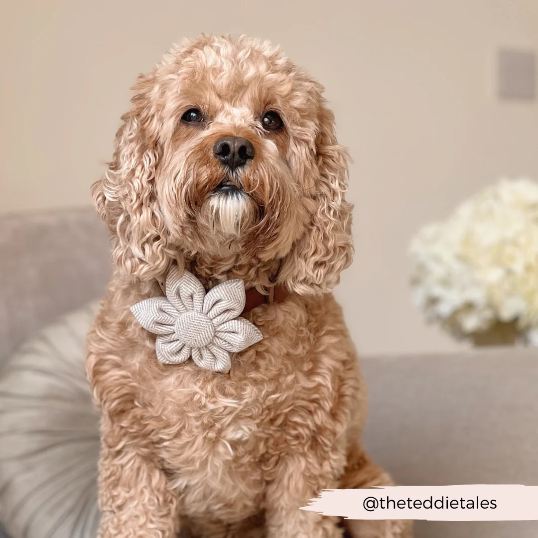 Brown Tweed Collar Flower - Image 5