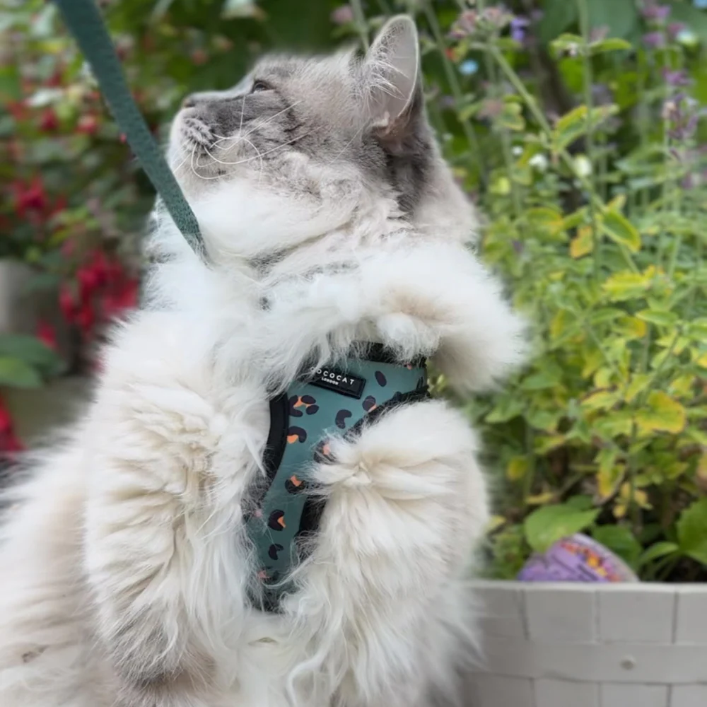 Cat Harness - Khaki Leopard - Image 6