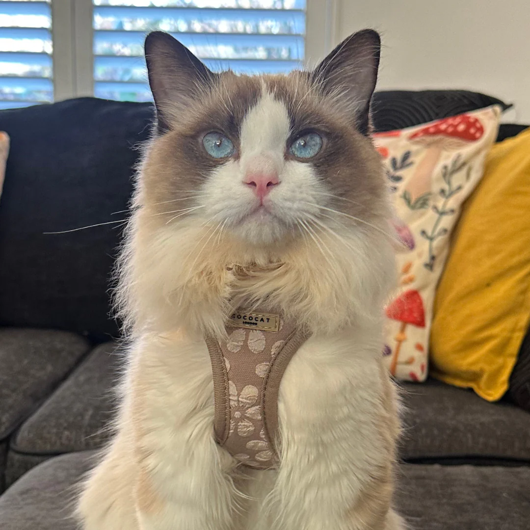 Cat Harness, Lead and Collar Bundle - Mocha Flower - Image 7