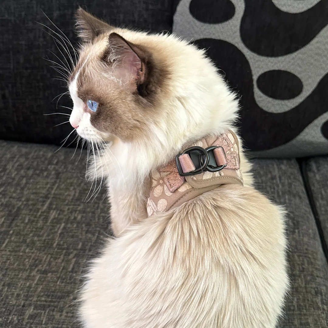 Cat Harness, Lead and Collar Bundle - Mocha Flower - Image 8