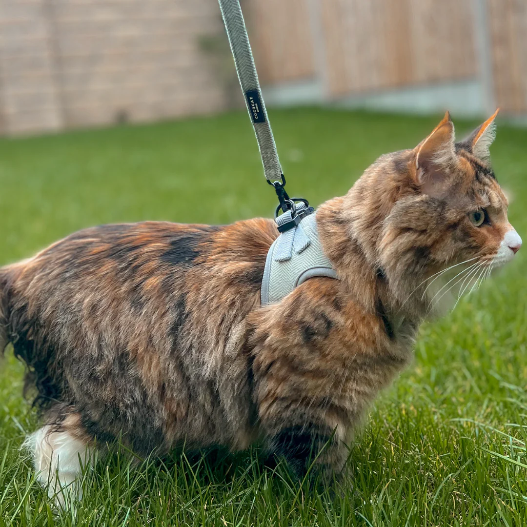 Cat Harness, Lead and Collar Bundle - Sage Tweed - Image 10