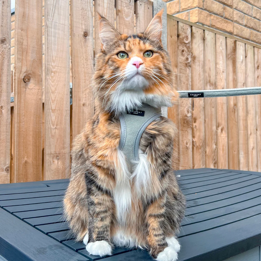 Cat Harness, Lead and Collar Bundle - Sage Tweed - Image 11