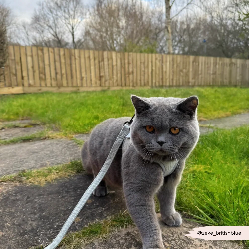 Cat Harness - Sage Tweed - Image 25