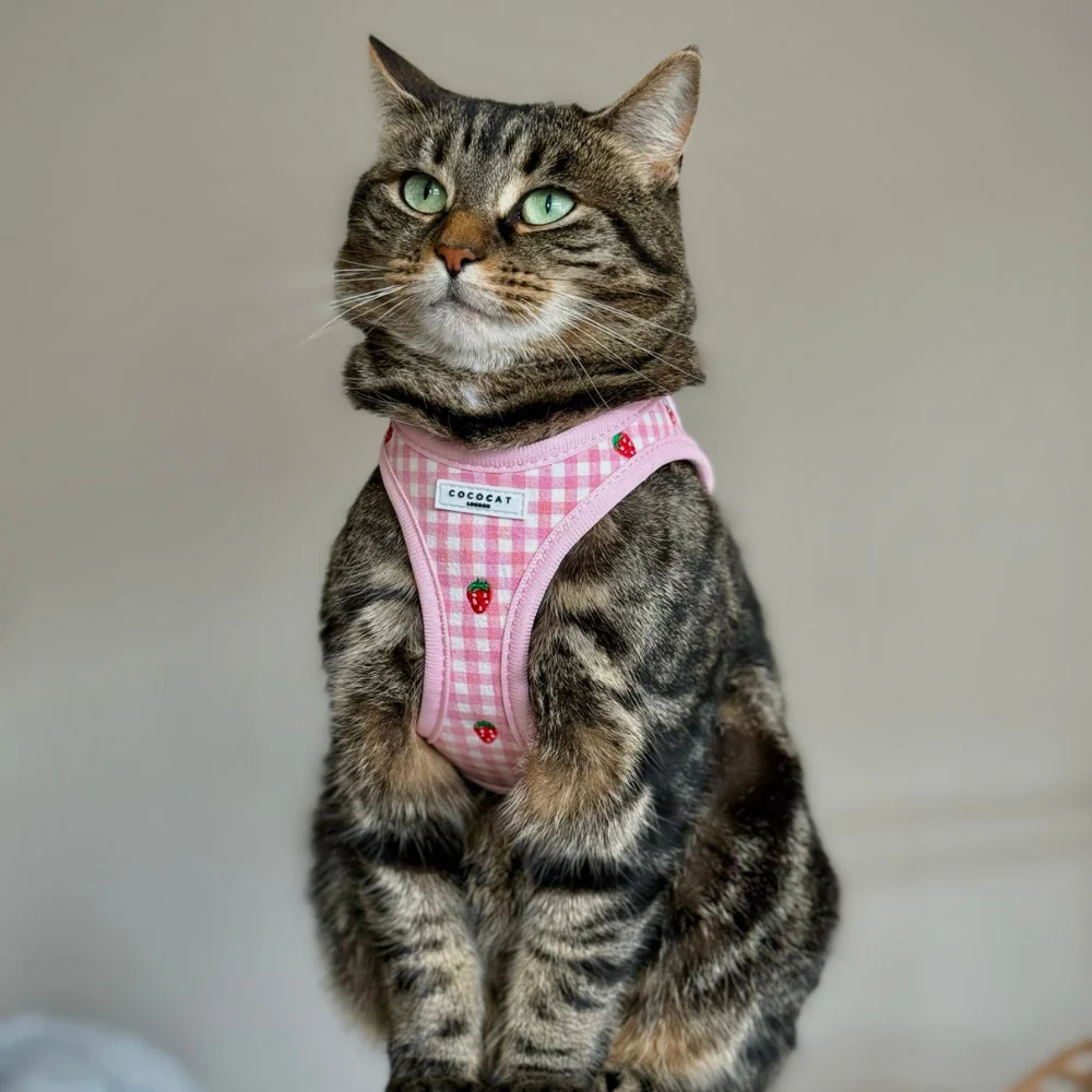 Cat Harness - Strawberry Picnic - Image 4