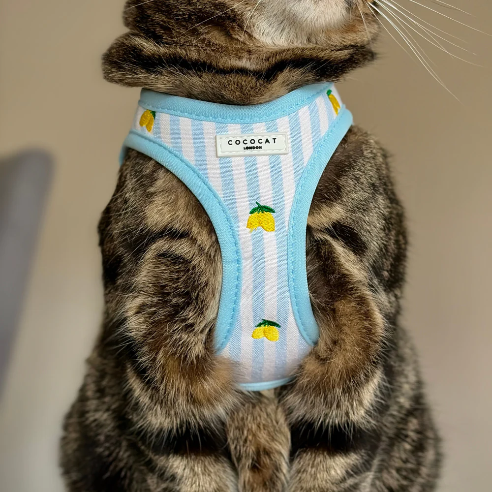 Cat Harness - Living La Vida Lemon - Image 3