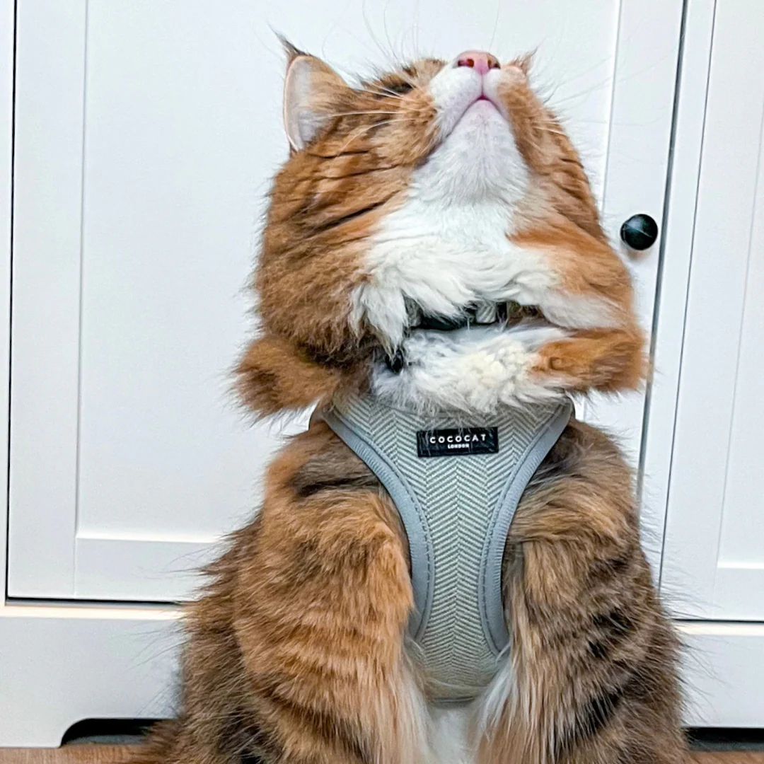 Cat Harness - Sage Tweed - Image 10
