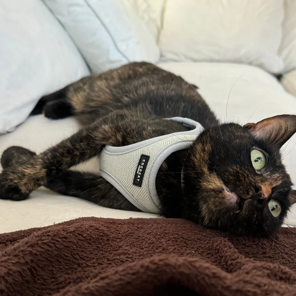 Cat Harness - Sage Tweed - Image 12